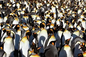 Crowded: King Penguin