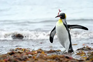 Kelp: King Penguin