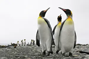 Spheniscidae: King Penguin