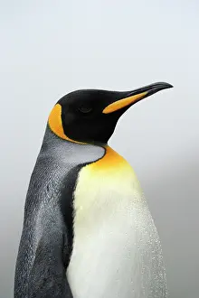 Aptenodytes: King Penguin