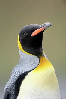 Aptenodytes: King Penguin