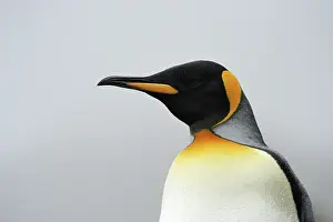 Aptenodytes: King Penguin