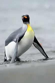 Rising: King Penguin