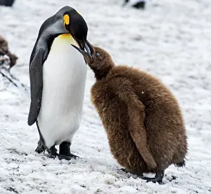 Regurgitating: King Penguin adult feeding chick
