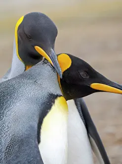 Southern Hemisphere: King penguin adults courtship display. South America