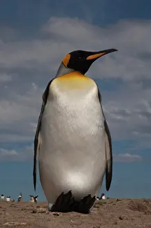Circumpolar: King Penguin (Aptenodytes p. patagonica)