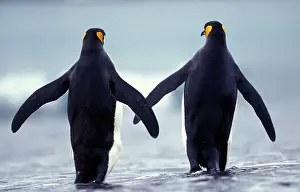 Salisbury: King Penguin (aptenodytes) patagonica, Adults walking