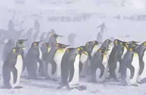 Huddled: King Penguin (Aptenodytes patagonica) colony