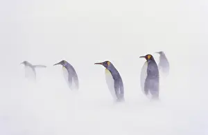 Huddled: King Penguin (Aptenodytes patagonica) colony