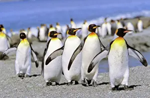 Caravan: King Penguin (Aptenodytes patagonica) group