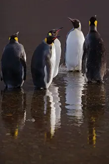 Hercules: King Penguin (Aptenodytes patagonicus) with