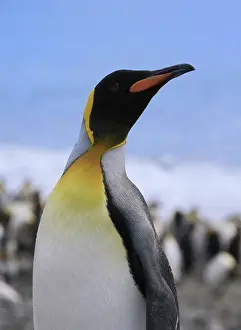 Patagonica: King Penguin (Aptenodytes patagonicus)