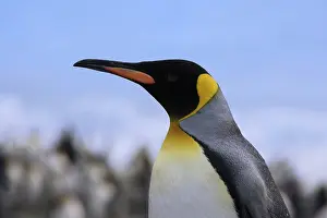 Patagonica: King Penguin (Aptenodytes patagonicus)