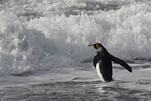 Patagonica: King Penguin (Aptenodytes patagonicus) on