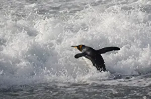 Patagonica: King Penguin (Aptenodytes patagonicus) on