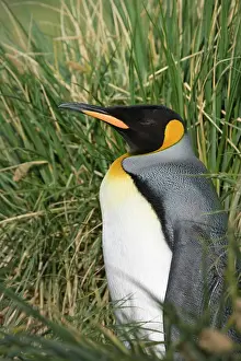 Patagonica: King Penguin (Aptenodytes patagonicus)