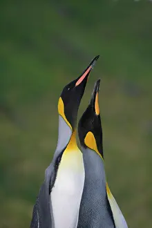 Patagonica: King Penguin (Aptenodytes patagonicus)
