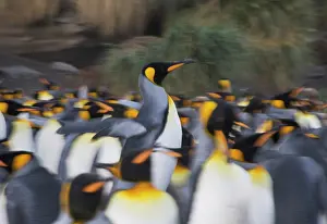 Patagonica: King Penguin (Aptenodytes patagonicus)