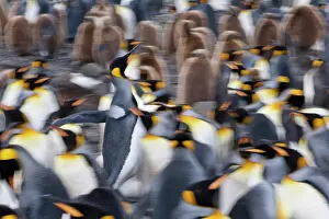Patagonica: King Penguin (Aptenodytes patagonicus)