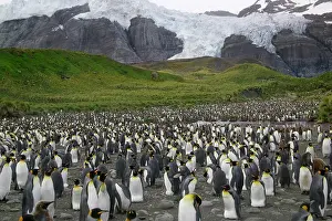 Patagonica: King Penguin (Aptenodytes patagonicus)