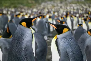 Patagonica: King Penguin (Aptenodytes patagonicus)