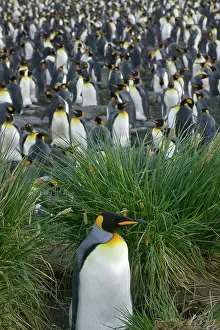 Patagonica: King Penguin (Aptenodytes patagonicus)