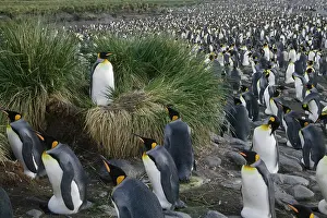 Patagonica: King Penguin (Aptenodytes patagonicus)