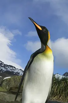 Patagonica: King Penguin (Aptenodytes patagonicus)