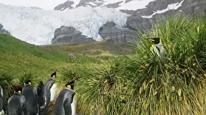 Patagonica: King Penguin (Aptenodytes patagonicus)