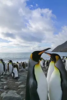 Patagonica: King Penguin (Aptenodytes patagonicus)