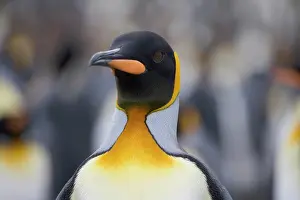 Patagonica: King Penguin (Aptenodytes patagonicus)