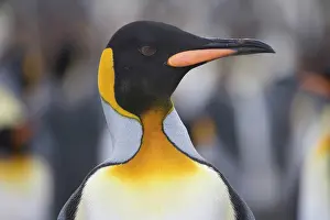 Patagonica: King Penguin (Aptenodytes patagonicus)