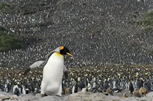 Salisbury: King Penguin (Aptenodytes patagonicus)