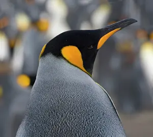 Salisbury: King Penguin (Aptenodytes patagonicus)