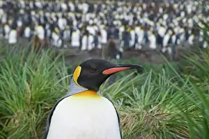 Salisbury: King Penguin (Aptenodytes patagonicus)