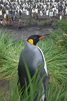 Salisbury: King Penguin (Aptenodytes patagonicus)