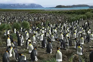 Salisbury: King Penguin (Aptenodytes patagonicus)