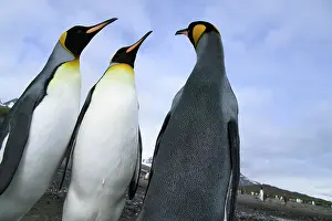 Salisbury: King Penguin (Aptenodytes patagonicus)
