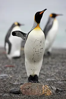 Pebble: King Penguin (Aptenodytes patagonicus) on