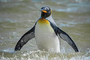 Patagonicus: King penguin (Aptenodytes patagonicus) bathes at