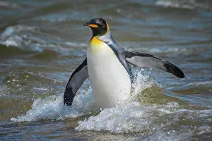 Patagonicus: King penguin (Aptenodytes patagonicus) bathes at