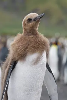 Patagonica: King Penguin (Aptenodytes patagonicus) chick