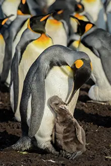 Patagonicus: King penguin (Aptenodytes patagonicus) with chicks