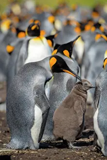 Patagonicus: King penguin (Aptenodytes patagonicus) with chicks