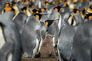 Patagonicus: King penguin (Aptenodytes patagonicus) with chicks