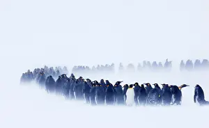Storms: King Penguin (Aptenodytes patagonicus) colony, huddled