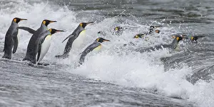 Waves: King Penguin (Aptenodytes patagonicus) group going to sea