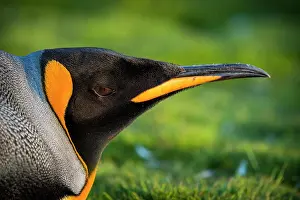 Patagonicus: King penguin (Aptenodytes patagonicus) in a meadow