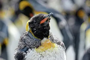 Pole: King penguin (Aptenodytes patagonicus) in moult