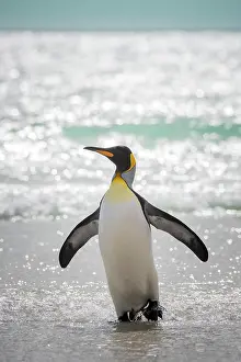 Saunders: King penguin (Aptenodytes patagonicus), The Neck